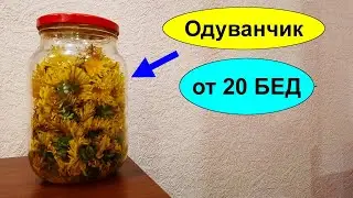 Настойка цветков одуванчика на водке от 20 недугов и болезней. Как её правильно сделать? ОДУВАНЧИК