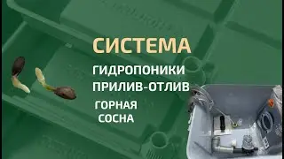 Система гидропоники для рассады клубники. Сосна горная проросла!