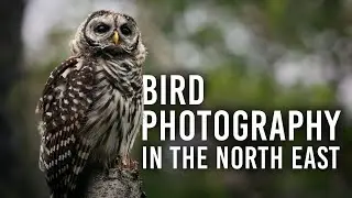 Bird Photography: The Why and How