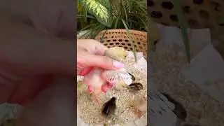 Курочка или петушок как определить пол цыпленки
