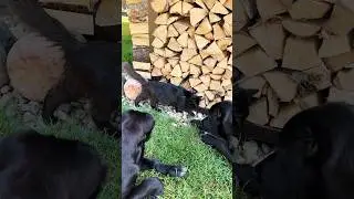 Купер, Смит и какая-то мышка😅