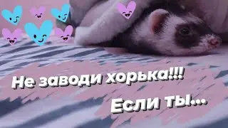 НЕ ЗАВОДИ ХОРЬКА если... Кому не стоит заводить хорька!?!// Snezhana