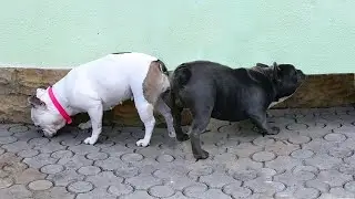 Blue French Bulldog Sapphire and his bride Nyusha. Puppies for sale. Odessa. Ukraine.