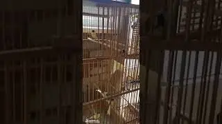 Остановка канарейки. Третий выводок и хватит.