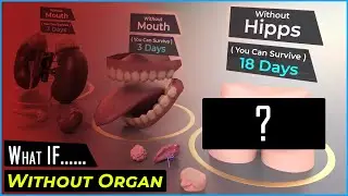 What If You Without Organ | Human Organs