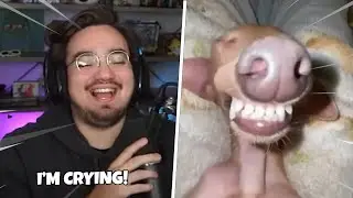 Bigpuffer Reacts to Memes That Will Make You Cry Laughing!