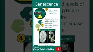 Senescence and aging | 1 min devbio