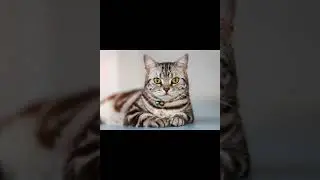 американская короткошёрстная кошка