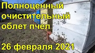 Полноценный очистительный облет пчел
