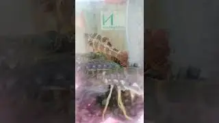 Что это за чудо?
