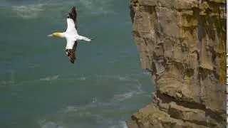 Gannet Bird