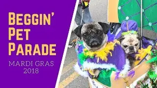 Soulard Mardi Gras Beggin' Pet Parade 2018