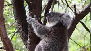 Koala in Tree