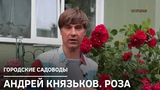 Андрей Князьков. Роза // Городские садоводы. Сезон 1
