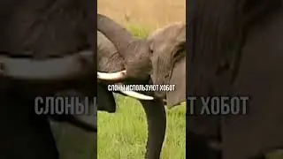 Познавательное шоу 