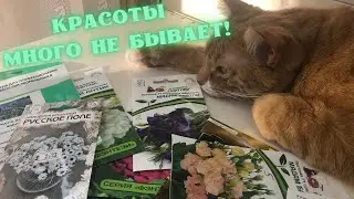 Красоты много не бывает! Мой выбор цветов на сезон 2024.