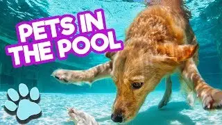 Ultimate Cute and Funniest Pets in the Pool | Funny Animals Compilation| 