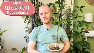 My 5 Weirdest Houseplants