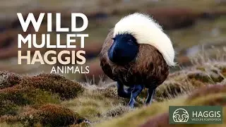 The World of Wild Scottish Haggis Animals - Wild Mullets