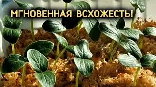 ПОСЕВ ОГУРЦОВ НОВЫМ МЕТОДОМ,БЕЗ ЗЕМЛИ.ВСХОЖЕСТЬ МГНОВЕННАЯ.ТЕПЕРЬ ТОЛЬКО ТАК БУДУ СЕЯТЬ.