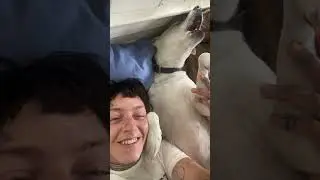 Labrador Howls While Lying in Bed With Parents