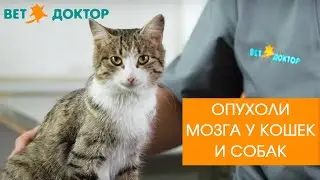 Опухоли мозга у собак и кошек