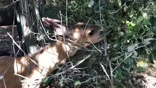 Deers  at BC wildlife park (Kamloops)