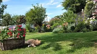 Не Сложный Ландшафт Своими руками 🌲Как Спланировать участок 🏠 🌳 Мой Опыт 