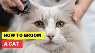 How to Groom a Cat / How Often Should I Groom My Cat / Cat Grooming / Cat Grooming