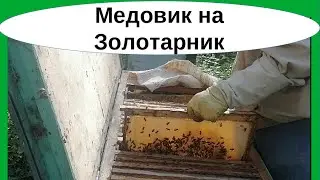 Медовик, сформированный в начале августа из 3 отводков на золотарник. Сколько мёда? Отбор в октябре