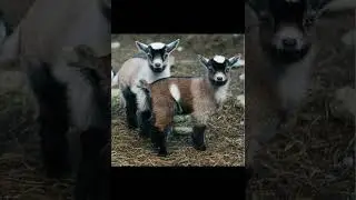 Карликовая камерунская коза