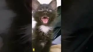 Cross Eyed Cat Saying Huh, Little Boy 44 🤪 