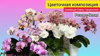 Белые, розовый орхидеи, Спиннер и Биг Лип от Елены Сандетской.