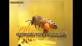 😢 𝙎𝘼𝙔𝙁𝙄𝘿𝘿𝙄𝙉 𝙁𝘼𝙔𝙕𝙄𝙀𝙑 (𝘼𝙎𝘼𝙇𝘼𝙍𝙄) MONOLOG 