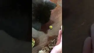 Кот ест оливки