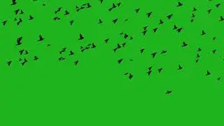 Black Birds flying effect | Green Screen Library