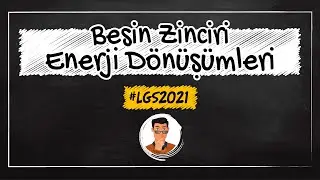 Besin Zinciri / Enerji Dönüşümleri / LGS Kampı