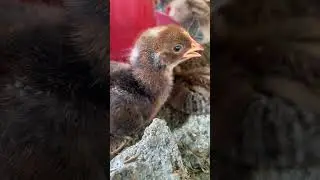 Cutest animal in the world: funny chicks