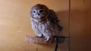 Sitting yelling (singing). Yuinya the Owl explains why you don't need a Little owl at home