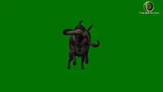 Buffalo Green Screen HD