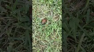 Запоздалый майский жук