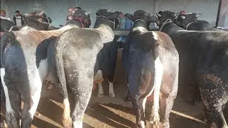 Beshariq mol bozori semiz VA boqma buqalar narhlari bilan tanishing 25.08.2024yil
