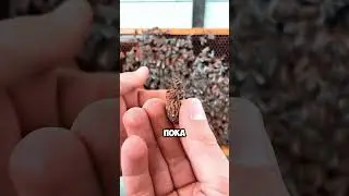 Зачем уничтожают яйца пчёл? 🐝🥚💥🤯 |