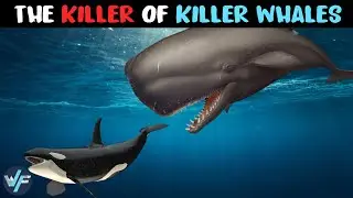 SPERM WHALE - The Monster That Comes After Killer Whales