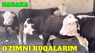 O'ZIMNI BUQALARIM 5 TASINI SOTDIM 113 mln 500. min BARAKA  XAMMAGA RAXMAT.