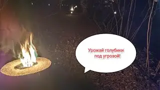 09.05.2025 заморозки не уходят, спасаем голубику.