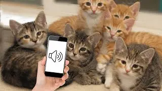 Sounds that attract kittens - Meow to make your kitten come to you