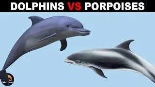 What Is The Difference Between Porpoises and Dolphins?