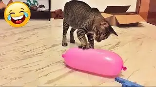 КОТЫ ХУЛИГАНЫ!😼 ФЕЙЛЫ и НЕУДАЧИ КОШЕК!😹САМОЕ СМЕШНОЕ ВИДЕО ПРО ЖИВОТНЫХ🔥