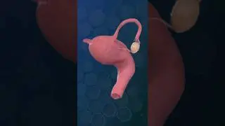 Uterus and Ovaries | Female reproductive system ♀️✨‍♀️